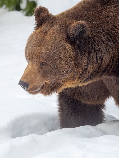 Eurasian brown bear in deep snow-During winter in National Park Bavarian Forest Germany-Bavaria